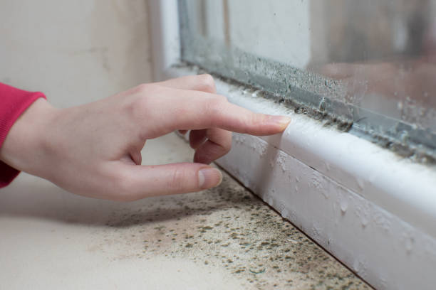 Best Biohazard Mold Removal  in Chanute, KS