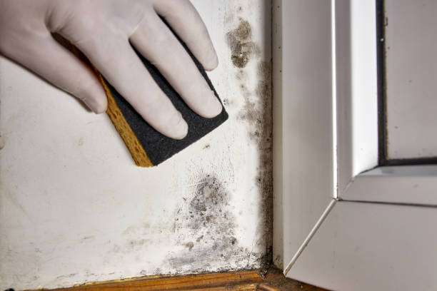 Best Mold Remediation for Healthcare Facilities  in Chanute, KS
